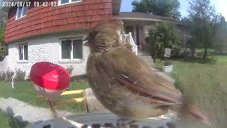 Daily Birdwatching  Netvue Birdfy Birdfeeder Cam  September 17 2024 [upl. by Htenek]