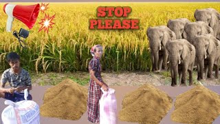 Elephant Attack Everyday  Meri Desh ki Dharti sona ugle ugle  Anirudhbacha [upl. by Kcirderf176]