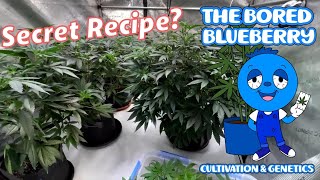 Growing Pressure Made Simple Veg amp Basic Gear 420 Grow cannabis [upl. by Davida]