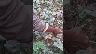 Harvesting barbati nd papaya my kitchen garden [upl. by Musser]