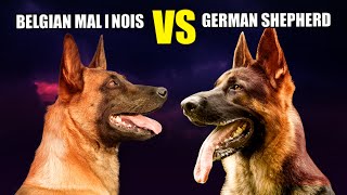 Belgian Malinois VS German Shepherd The Ultimate Dog Showdown [upl. by Dor133]