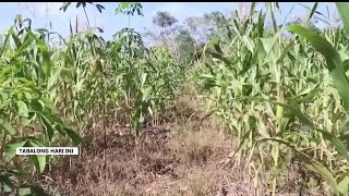 DKPPTPH Siapkan Bantuan Pengembangan Jagung Pangan Bagi Desa Lokus Stunting [upl. by Hcelemile]