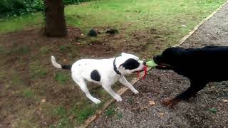 Staffordshire Bull Terrier vs Rottweiler [upl. by Toth]