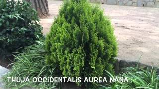 Thuja occidentalis aurea nana Garden Center online Costa Brava  Girona [upl. by Othelia279]