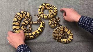 Identifying Orange Dream Enchi Yellowbelly Combos [upl. by Adnil257]