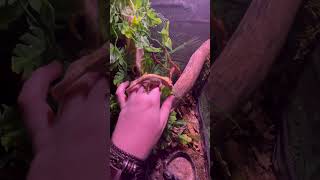 Crested Gecko Licks Water Off Foliage geckos lizards reptiles pet drinking crestedgecko [upl. by Swanson]