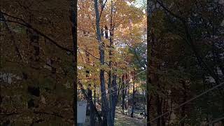 Last weekend of peak fall foliage Scranton PA 2024 October 18 fall foliage Scranton pennsylvania [upl. by Agan]