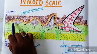 Placoid Scale And Its Devlopement In Scoliodon [upl. by Nortal498]