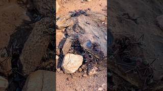 Toxic Cane Toad Dehydrates and Meat Ants Go To Work… outbackaustralia toad ants [upl. by Gable]