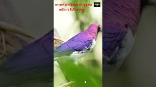 ANIMAL FISH BIRDS 97 wildlifepic fishdiet animation wildlifephotograph animals jebra wildlife [upl. by Willi]