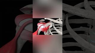 Shoulder Labral Tear Repair medicalanimation health shorts [upl. by Ayekahs]