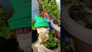 plants gardeningtips gardening jadeplantcare garden jadeplant [upl. by Scholem]