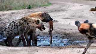 Hyenas vs Wild Dogs Social Clans Hunting Secrets amp Conservation Crisis [upl. by Isahella]