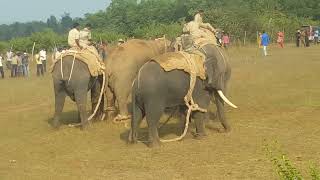 Elephant capture in India Catching a wild tusker in Sakleshpur India for conservation purposes [upl. by Nohcim571]