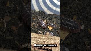 isopod isopods insects dailyvideo happy life bugs amadilidiunklugi daily [upl. by Ashwin]