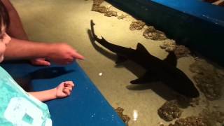 Petting the sharks at Newport Aquarium [upl. by Aihsal]