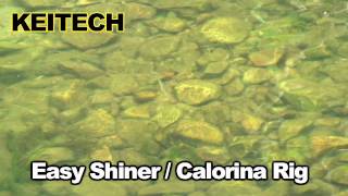 Easy Shiner Calorina Rig [upl. by Akcira341]