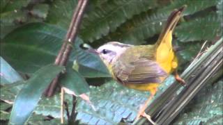 Basileuterus culicivorus  Pulapula  Goldencrowned Warbler [upl. by Albur581]