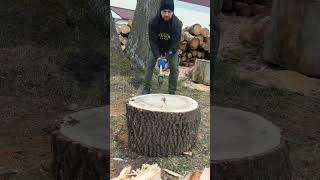 Strong hornbeam tree woodworking firewood [upl. by Deaner920]