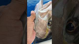 Almaco jack fishing laguaira venezuela xtremefisherman [upl. by Cullie]