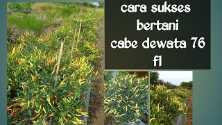 sukses bertani cabe dewata 76 f1 [upl. by Laktasic]