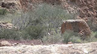 Big Horn Sheep at Aravaipa Canyon AZ  Mark Storto Nature Clips [upl. by Oiratnom]