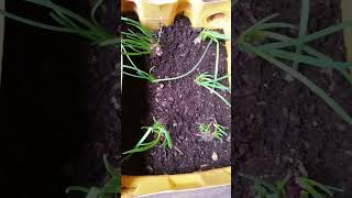 Growing Onions in a container transplanted into the soil gardening marhaba onion [upl. by Annoyik]