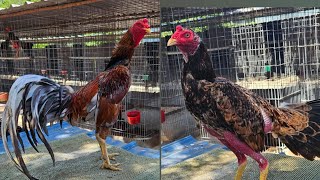 Gallos de combate 14 redonda en el sur de texas [upl. by Herr]