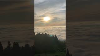 Sea Clouds in Taiwan Alishan 🇹🇼 taiwantravel taiwan youtubeshorts [upl. by Elephus]