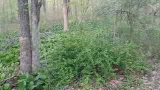 Skunk Cabbage in Griffith Woods Warren County NJ [upl. by Nylrem822]