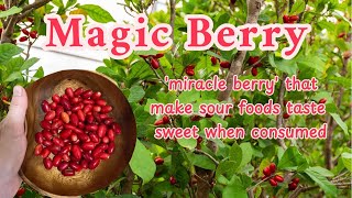 The Magic Berry [upl. by Ardine]