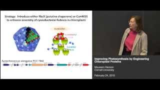 Maureen Hanson  Improving photosynthesis by engineering chloroplast proteins [upl. by Irehj]