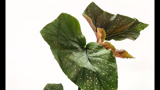 Begonias from Steve’s Leaves Plant mail Close ups at the end [upl. by Elsa]