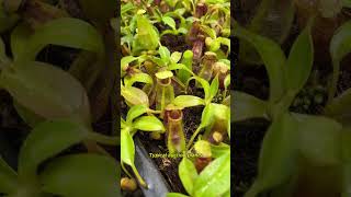 Auction Item Short BE4642  N spathulata x ephippiata  New introduction nepenthes [upl. by Weslee]