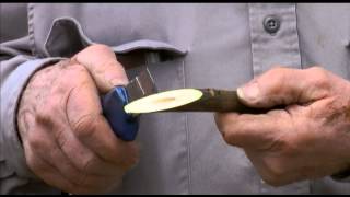 How to perform whip grafting of walnuts  UCANR [upl. by Ajdan]