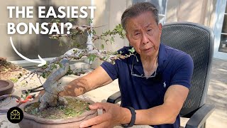 The BEST Starter Material for Bonsai Beginners [upl. by Nylatsyrk441]