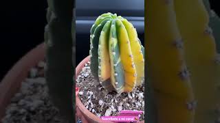 Mi Echinopsis Eyriesii Variegata😍 shorts cactus rare Echinopsis [upl. by Drobman]