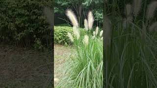 한들한들 금강아지풀 Setaria glauca Korean wild grasses and flowers 20240723 [upl. by Neeruan]