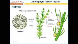 Chlorophyta thallus Online lecture [upl. by Novah433]