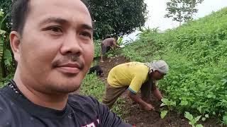 May Grasya Pagmagtanim ka Magaanting Kaman o manggagamot [upl. by Mij894]