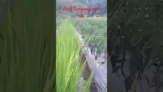 Padi tumpang sari cabe [upl. by Kennard]