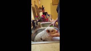 Mini Piglet Takes A Bath [upl. by Jaye202]