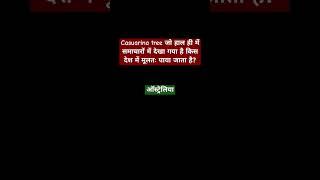 Casuarina tree जो हाल ही में समाचारों में देखा गया है किस देश में मूलतः पाया जाता है  ytshort gk [upl. by Ellinej]