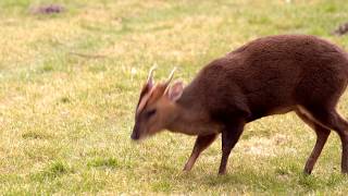 Woodland Wildlife of Britain Muntjac Deer Reevess Muntjac Muntiacus reevesi [upl. by Atirak]