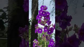 Large Leaf Princess Flower Tibouchina grandifolia floridaflowers [upl. by Nahgem220]