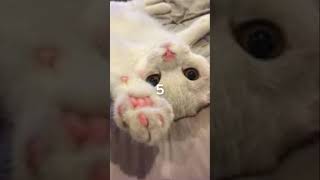 25 what animal next cats friends funny cute edit cutecats [upl. by Cirdes]