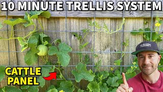 This Easy CATTLE PANEL TRELLIS Will Make Your Neighbors Jealous [upl. by Cobb806]