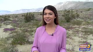 Feb 2019 Super Bloom at AnzaBorrego Desert State Park [upl. by Asus]