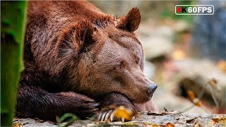 Wildlife in Russia National Geographic  Дикая природа России 4K 60 FPS [upl. by Cohette]