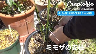 ミモザを鉢植えで育てるのに支柱を立てました。植え替え後にしておくと良いです。アカシア・プルプレア（ACACIA BAILEYANA PURPUREA ） [upl. by Parcel]